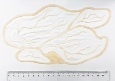 4 pieces Unpainted Silicone Prosthetic, veins